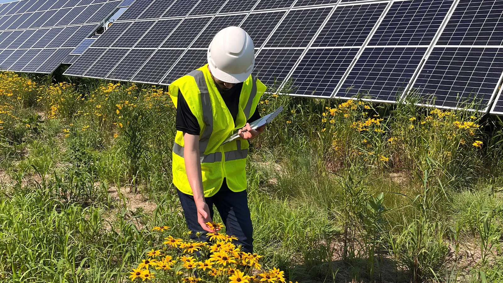 Native plants beneath solar panels linked to more bees at two Minnesota sites