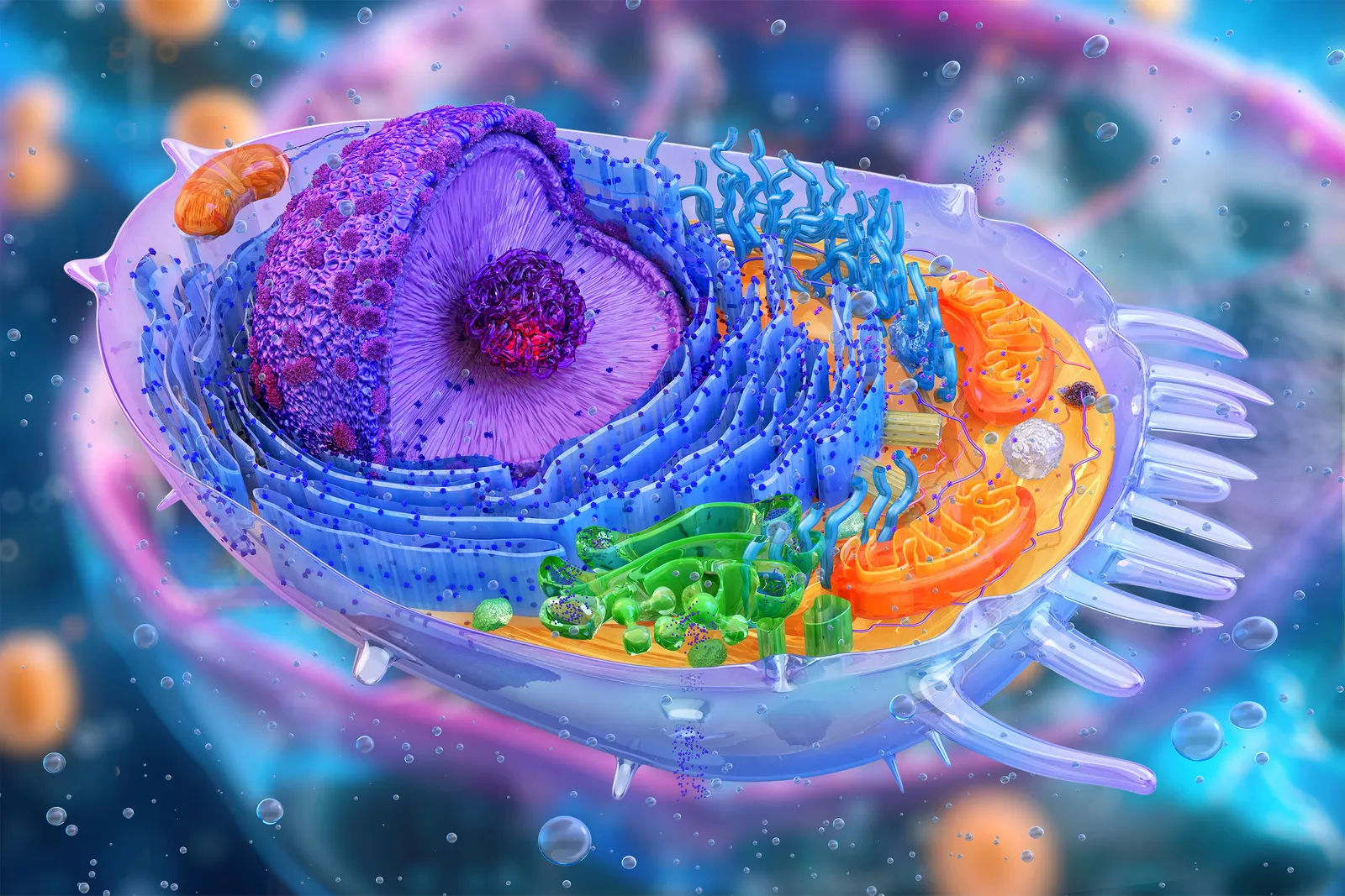 Method identifies senescent cells without destroying them