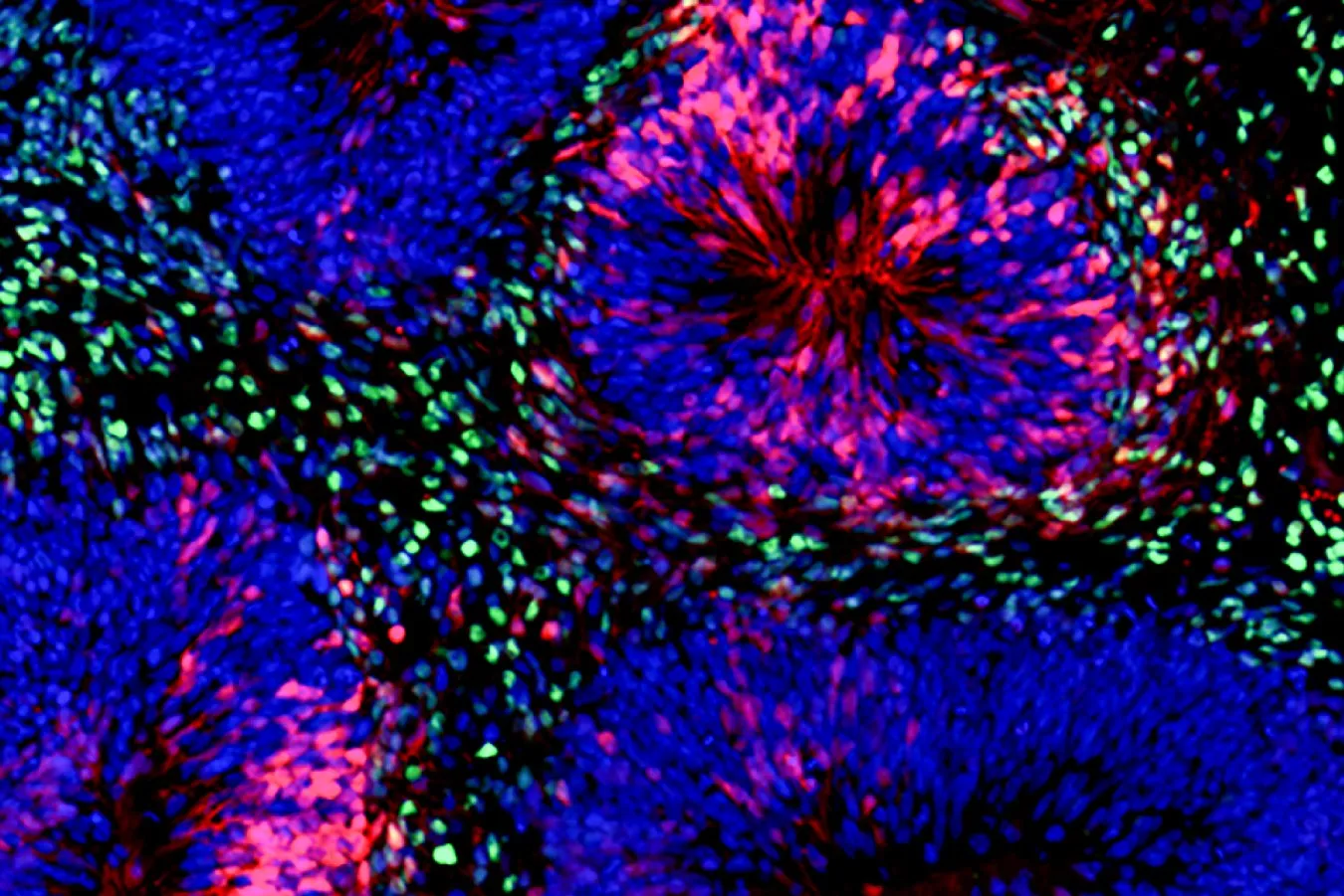 Five-year-old brain organoids show a sense of passing time