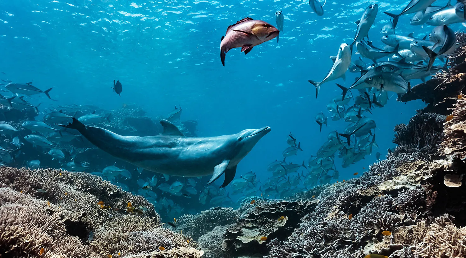 A bottlenose dolphin makes jacks regurgitate their prey