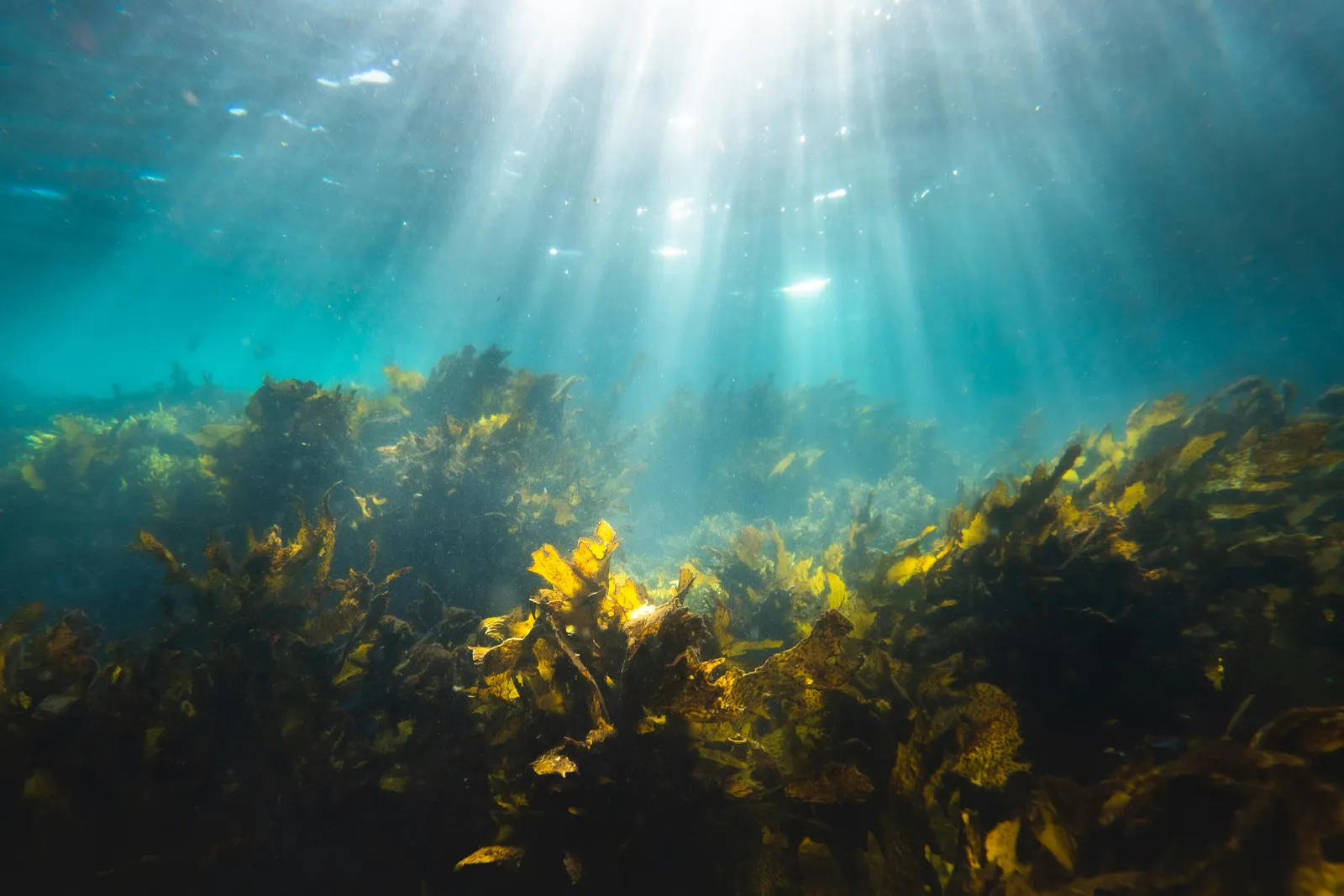 Bacteria divide up the work of breaking down a tough carbohydrate in algae