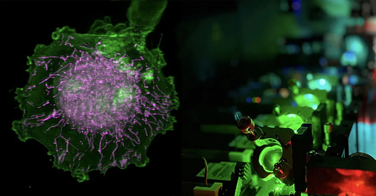 MitoSpace simulates mitochondrial dynamics in virtual cells