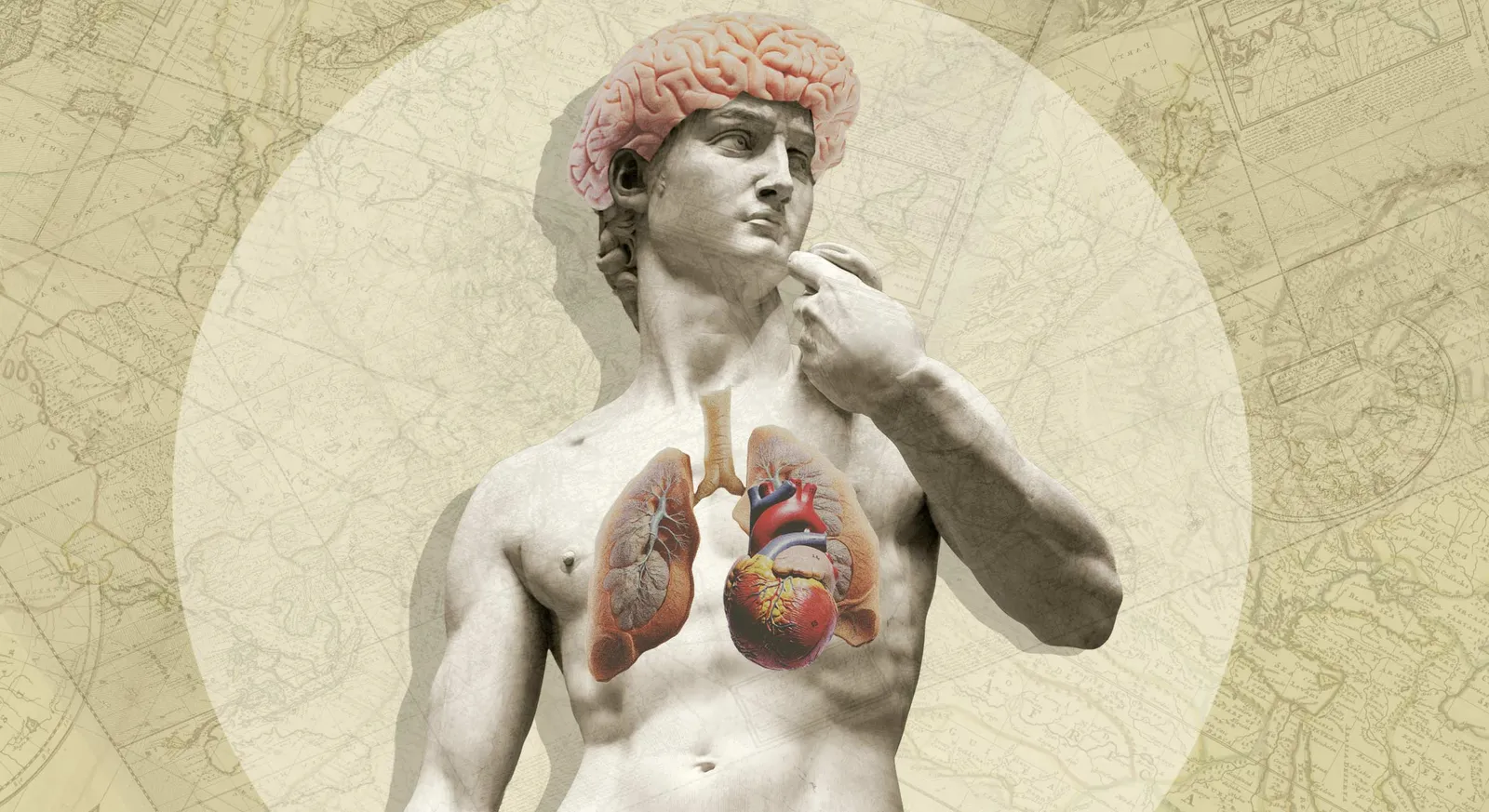 A model links consciousness, heartbeat, breathing and gastric rhythms