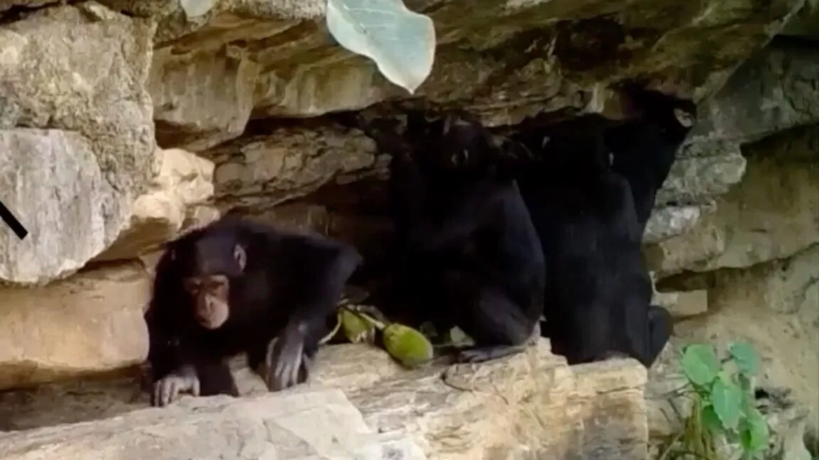 Chimpanzee mothers pass tools to their young in Senegal