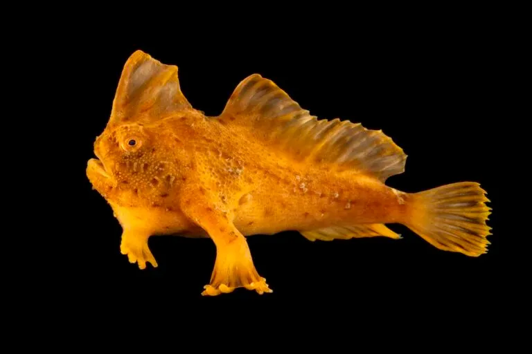 Photo Ark reaches 18,000 animals photographed in 20 years