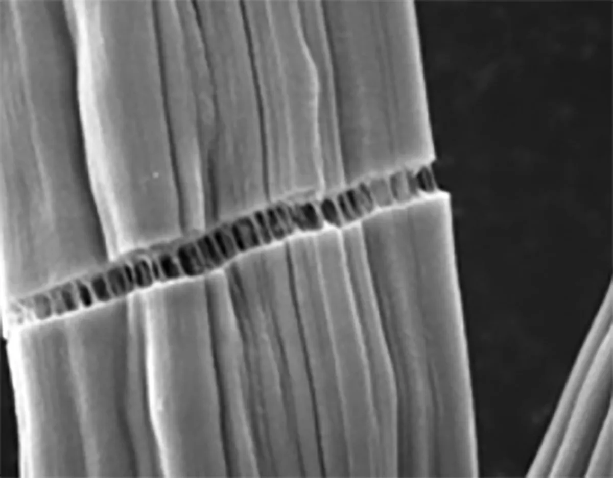 Lignin-based carbon fibre meets automotive industry standards