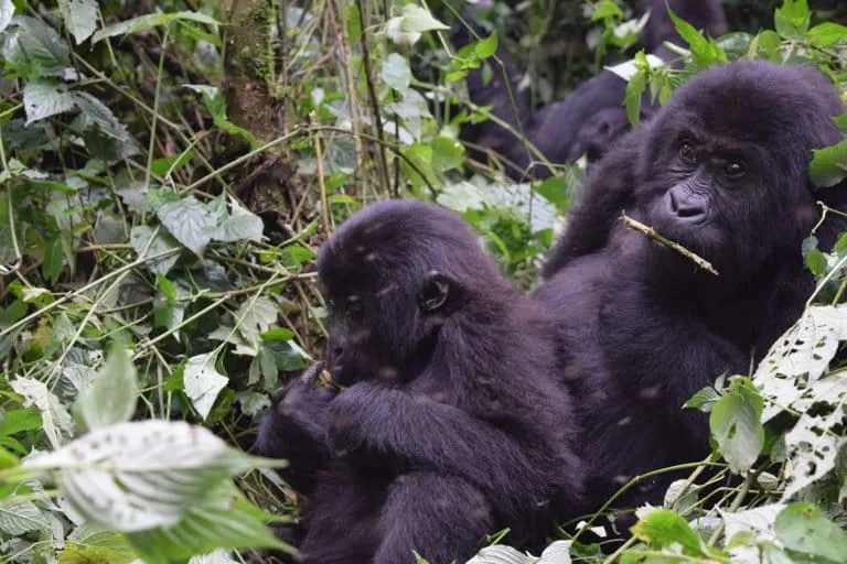 Congolese NGO appointed to co-manage Itombwe Reserve