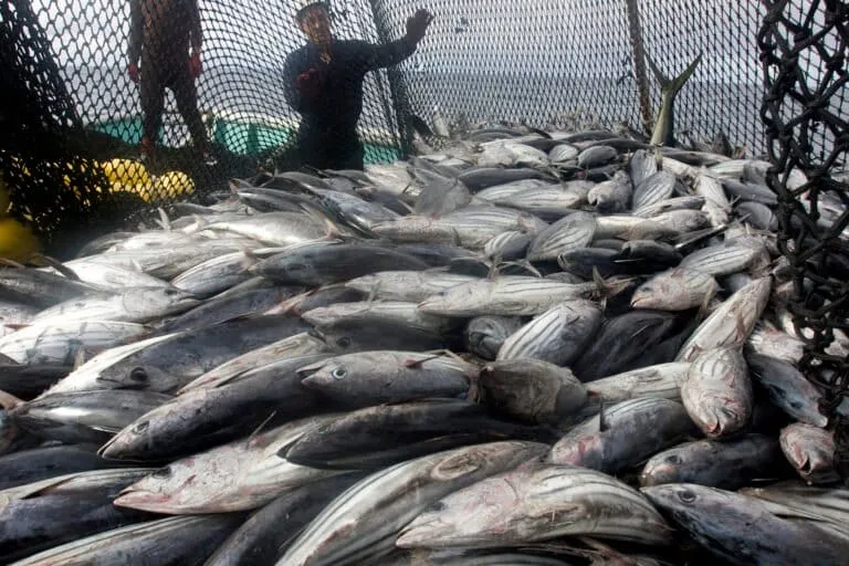 Agreement reported on new fishing rules for Pacific bluefin tuna