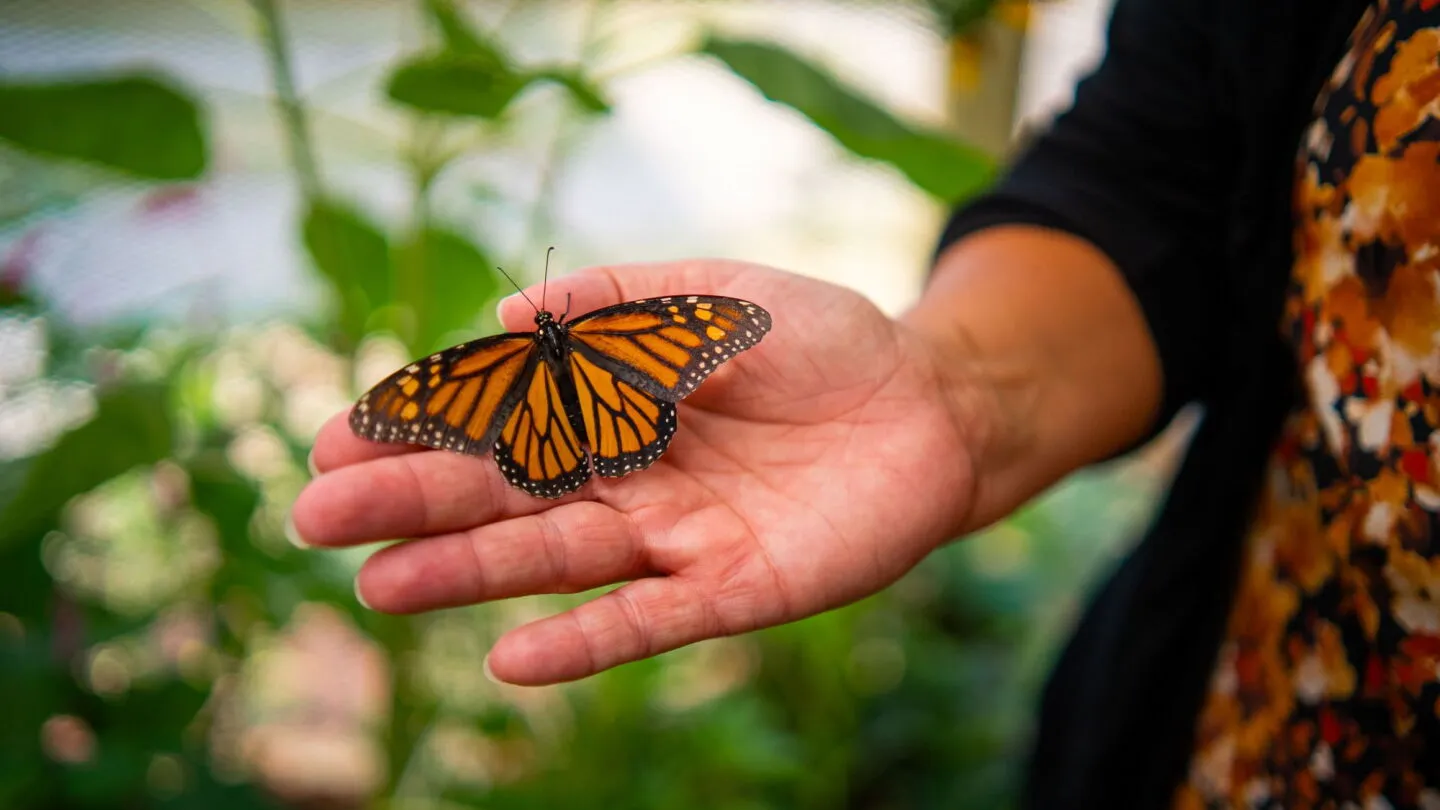 In Wisconsin, 20 prisoners rear and tag monarch butterflies bound for Mexico