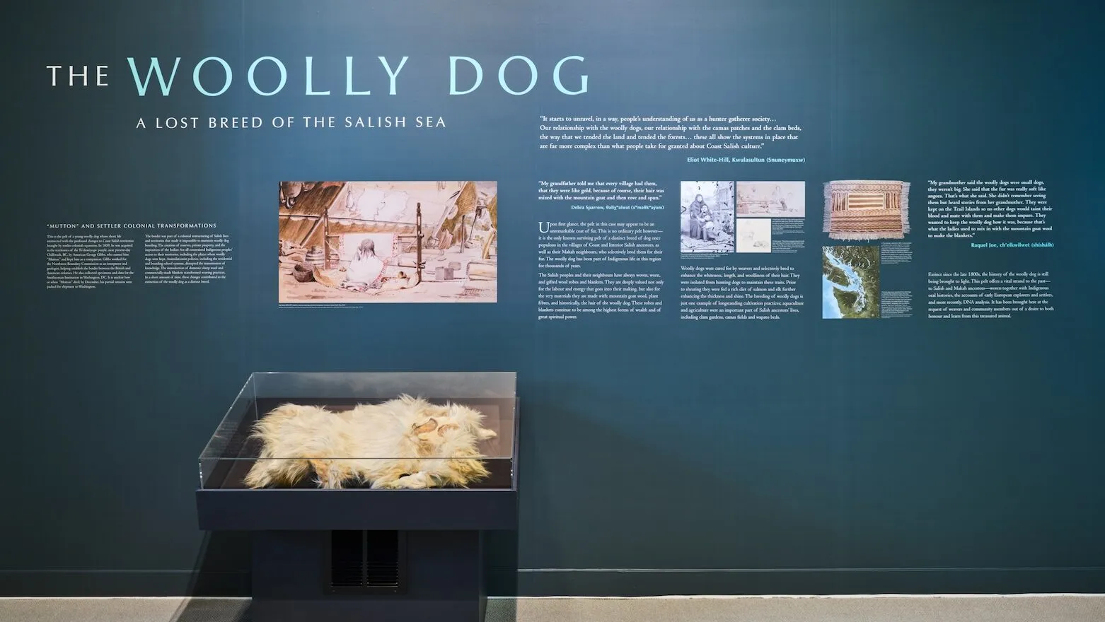 The only known woolly dog skin returns temporarily to Canada
